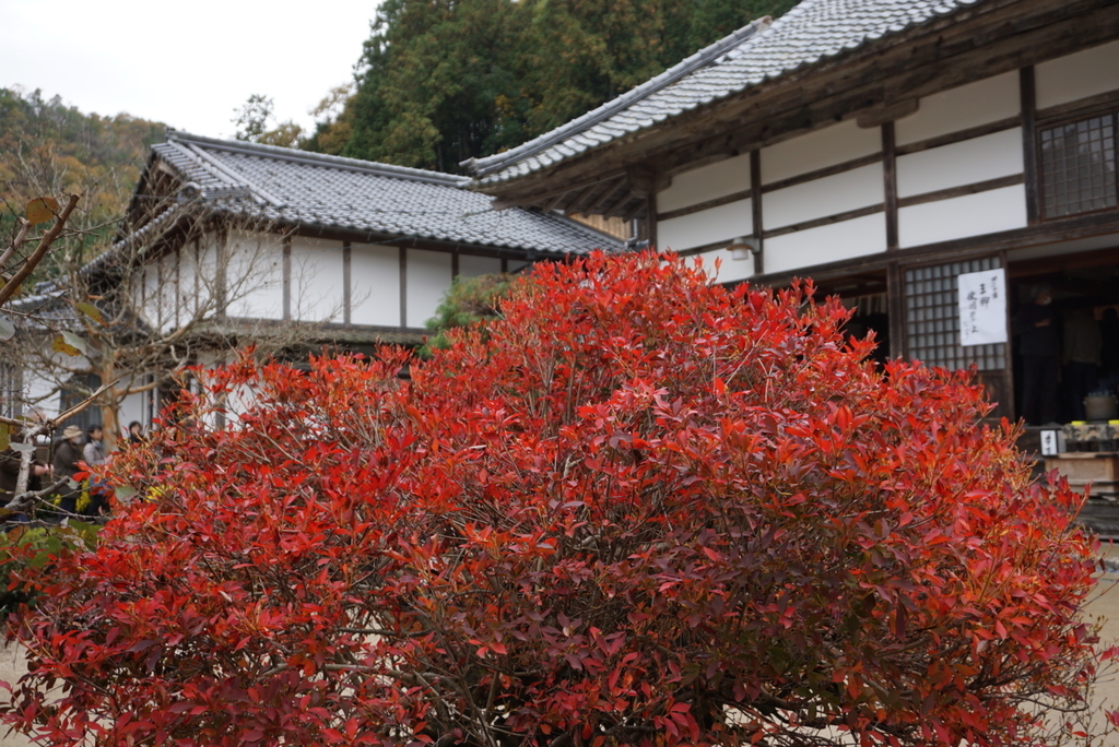 f:id:ka-ruojisan:20181116110825j:plain f:id:ka-ruojisan:20181116110825j:plain