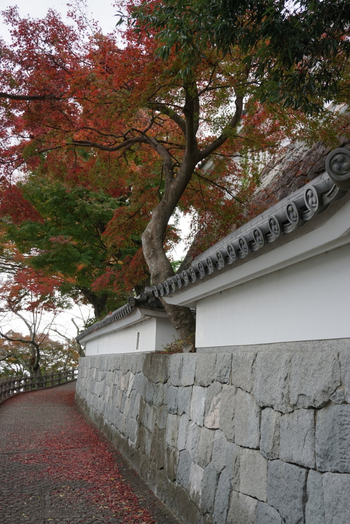 f:id:ka-ruojisan:20181116123346j:plain f:id:ka-ruojisan:20181116123346j:plain