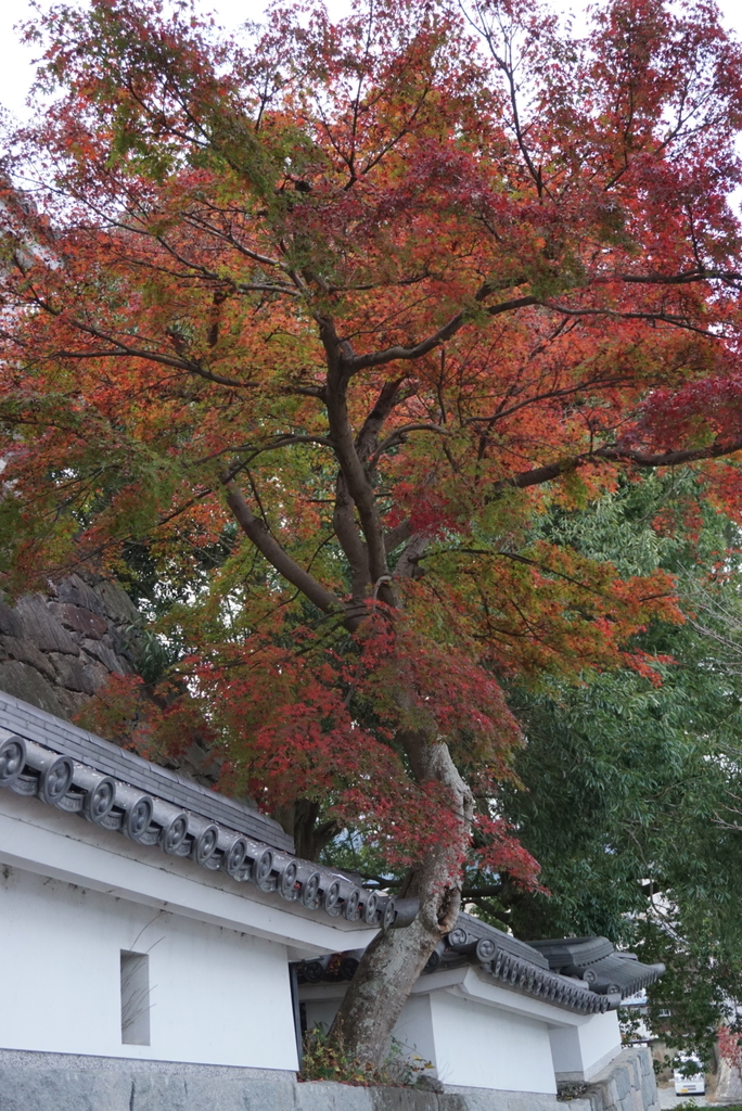 f:id:ka-ruojisan:20181116123634j:plain f:id:ka-ruojisan:20181116123634j:plain