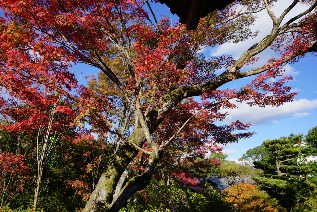 f:id:ka-ruojisan:20181129174241j:plain f:id:ka-ruojisan:20181129174241j:plain