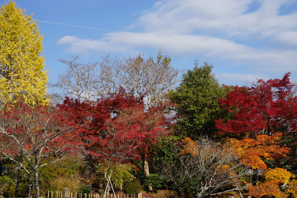 f:id:ka-ruojisan:20181129223130j:plain f:id:ka-ruojisan:20181129223130j:plain