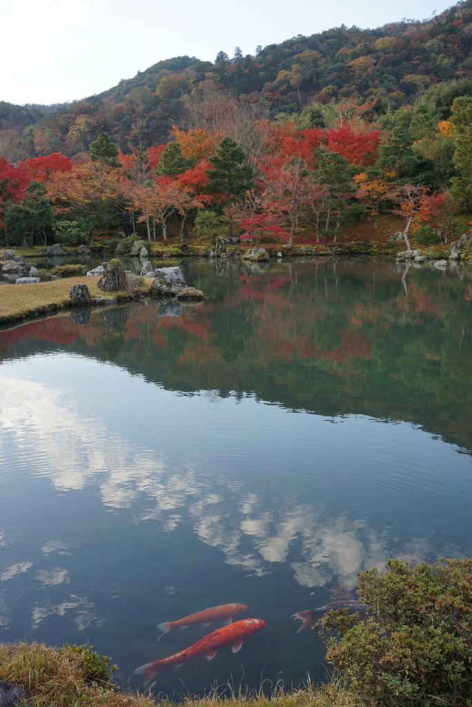 f:id:ka-ruojisan:20181129223701j:plain f:id:ka-ruojisan:20181129223701j:plain