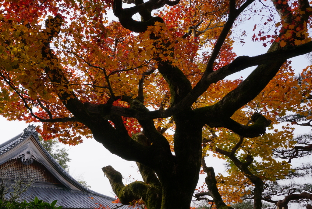 f:id:ka-ruojisan:20181129224827j:plain f:id:ka-ruojisan:20181129224827j:plain