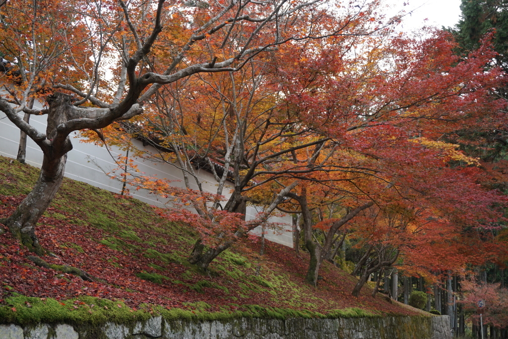 f:id:ka-ruojisan:20181130143012j:plain f:id:ka-ruojisan:20181130143012j:plain