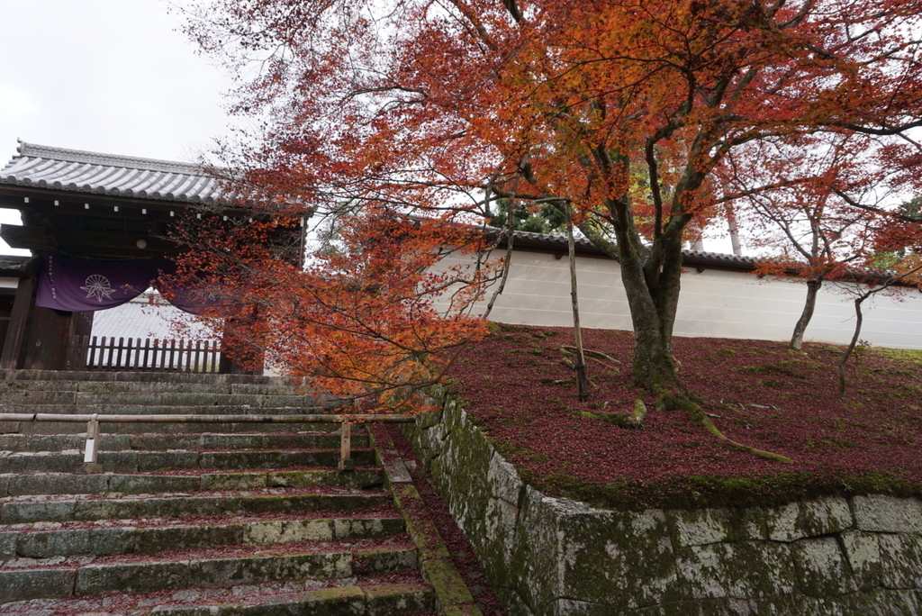 f:id:ka-ruojisan:20181130143134j:plain f:id:ka-ruojisan:20181130143134j:plain