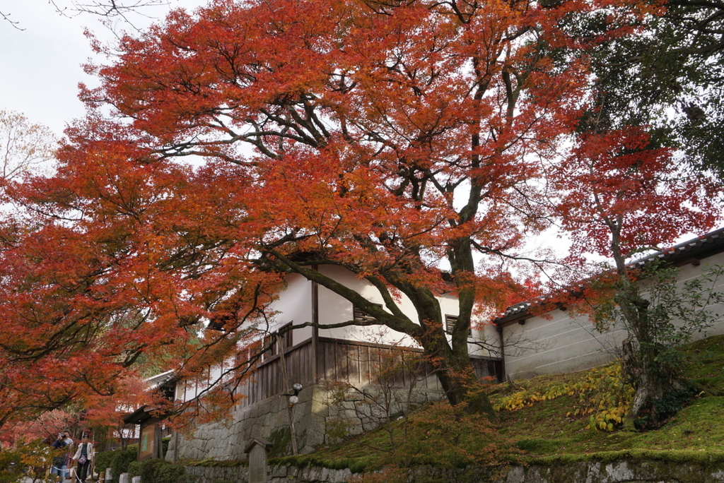 f:id:ka-ruojisan:20181130143247j:plain f:id:ka-ruojisan:20181130143247j:plain