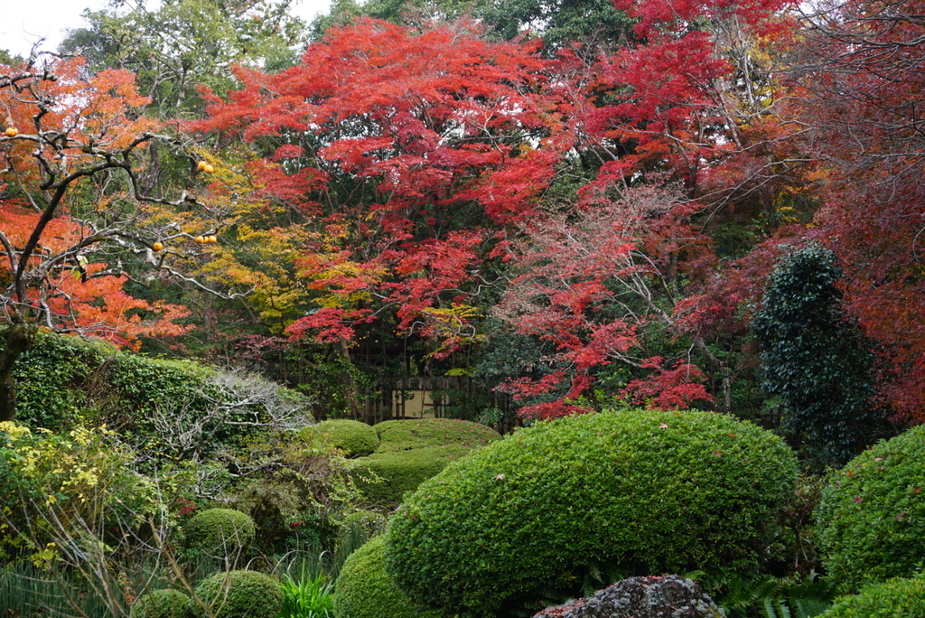 f:id:ka-ruojisan:20181130143853j:plain f:id:ka-ruojisan:20181130143853j:plain