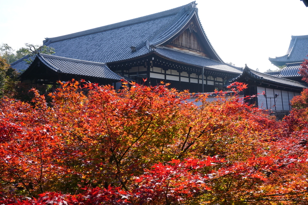 f:id:ka-ruojisan:20181130144928j:plain f:id:ka-ruojisan:20181130144928j:plain