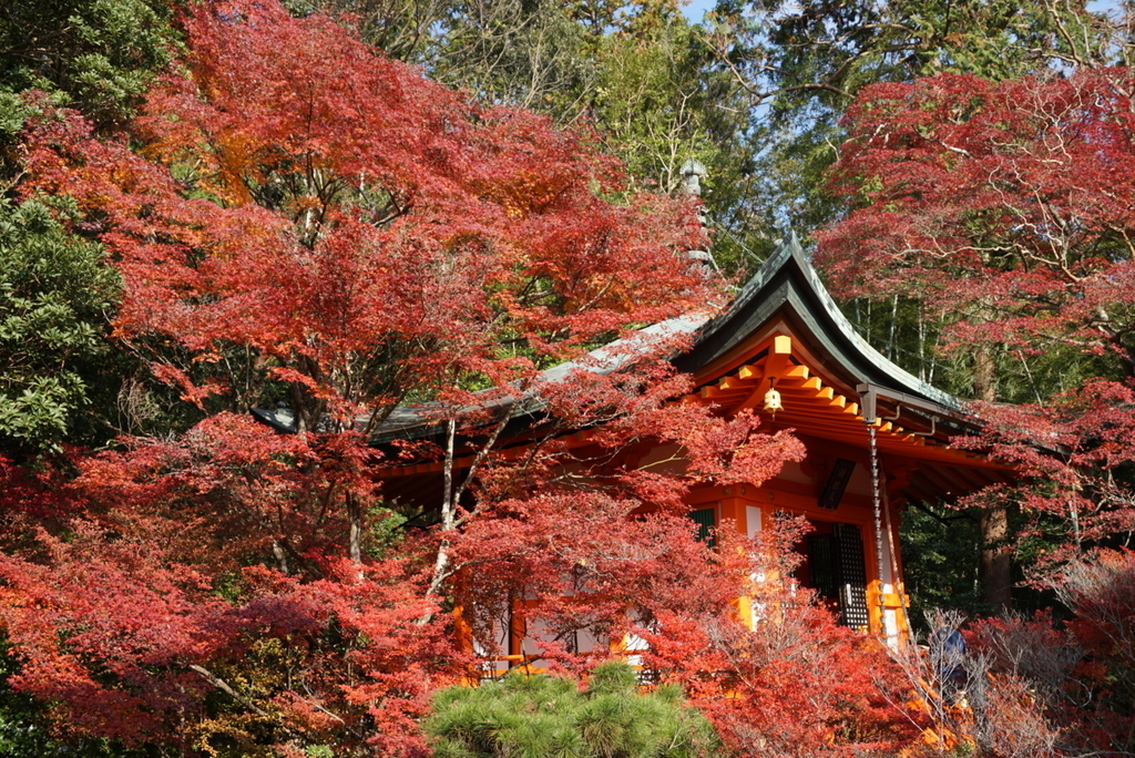 f:id:ka-ruojisan:20181130145638j:plain f:id:ka-ruojisan:20181130145638j:plain