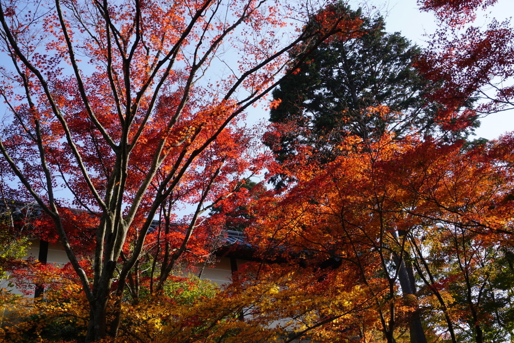 f:id:ka-ruojisan:20181130145903j:plain f:id:ka-ruojisan:20181130145903j:plain