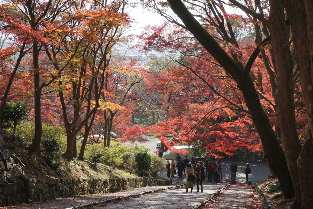 f:id:ka-ruojisan:20181130145929j:plain f:id:ka-ruojisan:20181130145929j:plain