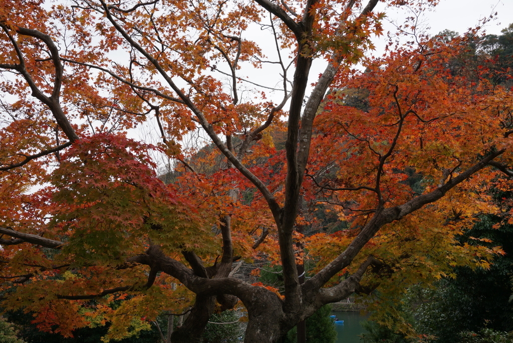 f:id:ka-ruojisan:20181130151533j:plain f:id:ka-ruojisan:20181130151533j:plain