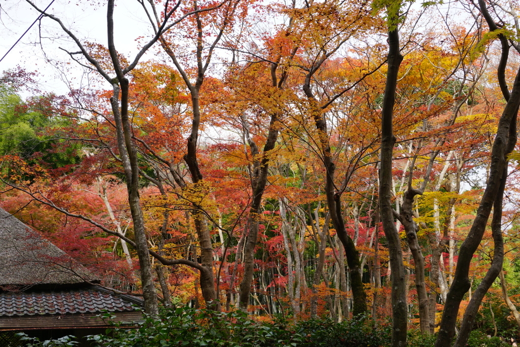 f:id:ka-ruojisan:20181130151928j:plain f:id:ka-ruojisan:20181130151928j:plain