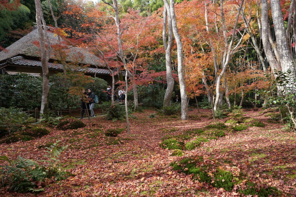 f:id:ka-ruojisan:20181130152418j:plain f:id:ka-ruojisan:20181130152418j:plain
