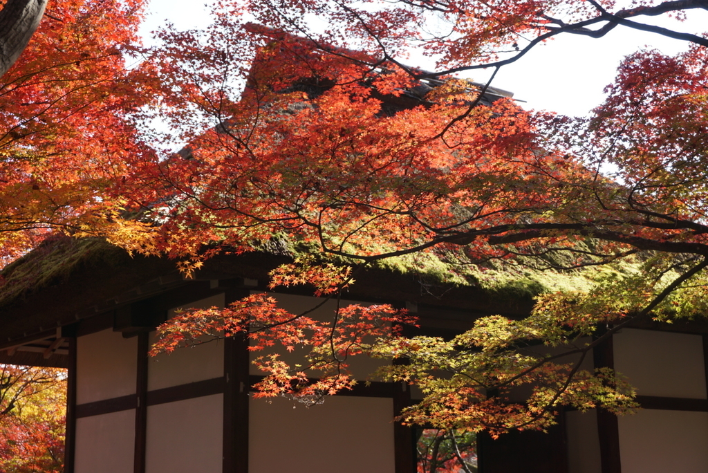 f:id:ka-ruojisan:20181130153326j:plain f:id:ka-ruojisan:20181130153326j:plain
