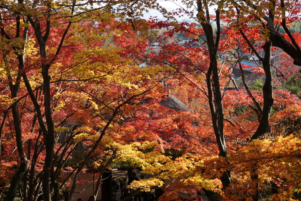 f:id:ka-ruojisan:20181130153407j:plain f:id:ka-ruojisan:20181130153407j:plain