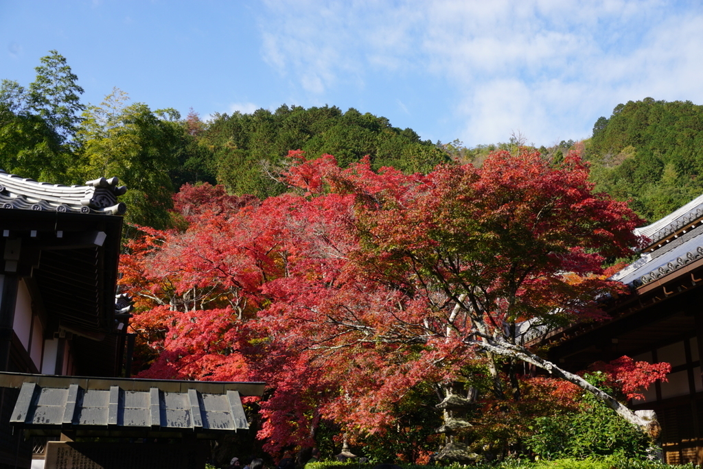 f:id:ka-ruojisan:20181130153552j:plain f:id:ka-ruojisan:20181130153552j:plain