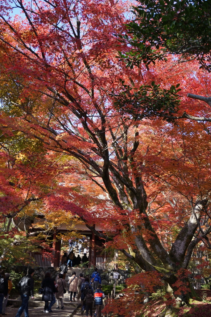 f:id:ka-ruojisan:20181130153813j:plain f:id:ka-ruojisan:20181130153813j:plain