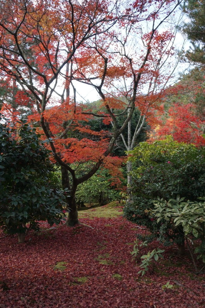 f:id:ka-ruojisan:20181130154106j:plain f:id:ka-ruojisan:20181130154106j:plain