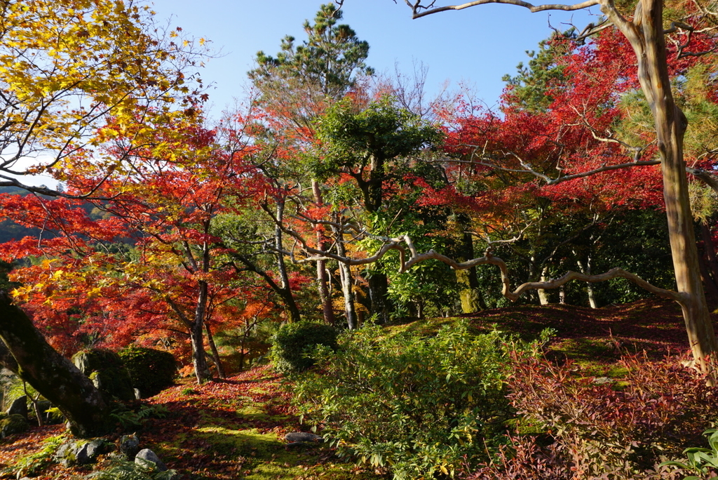 f:id:ka-ruojisan:20181130154316j:plain f:id:ka-ruojisan:20181130154316j:plain