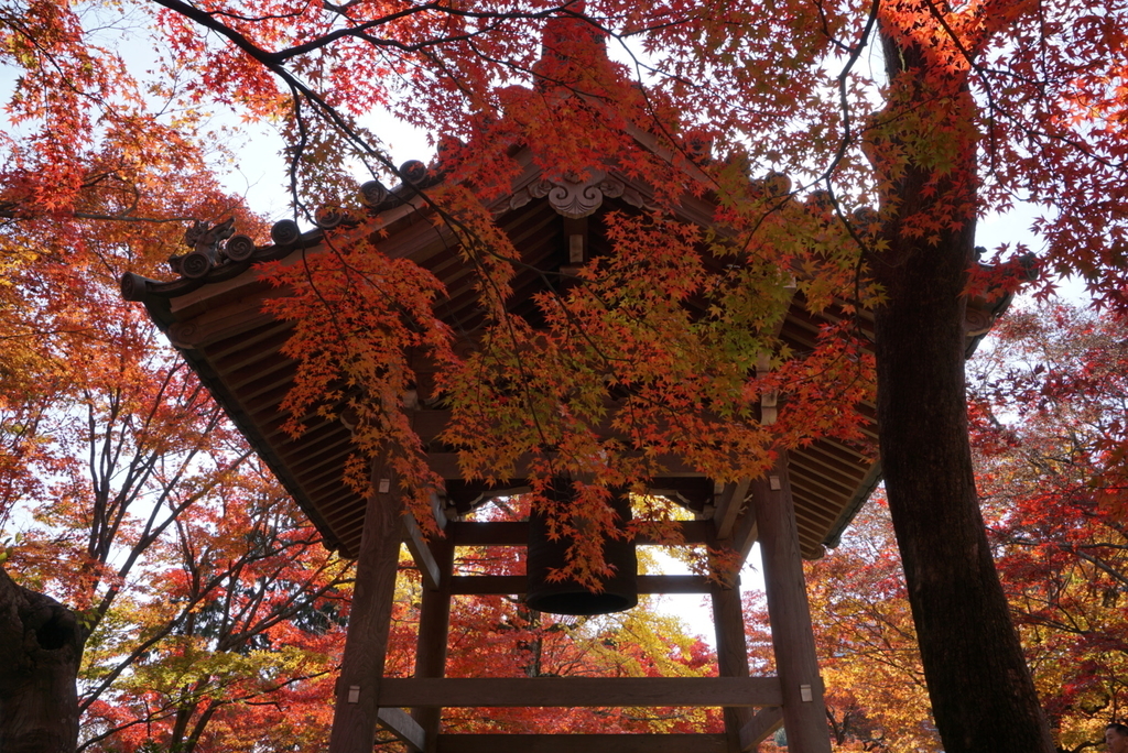 f:id:ka-ruojisan:20181206192900j:plain f:id:ka-ruojisan:20181206192900j:plain