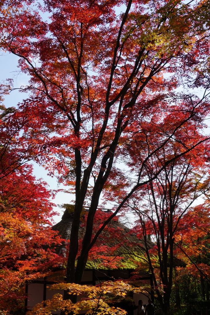 f:id:ka-ruojisan:20181206193120j:plain f:id:ka-ruojisan:20181206193120j:plain