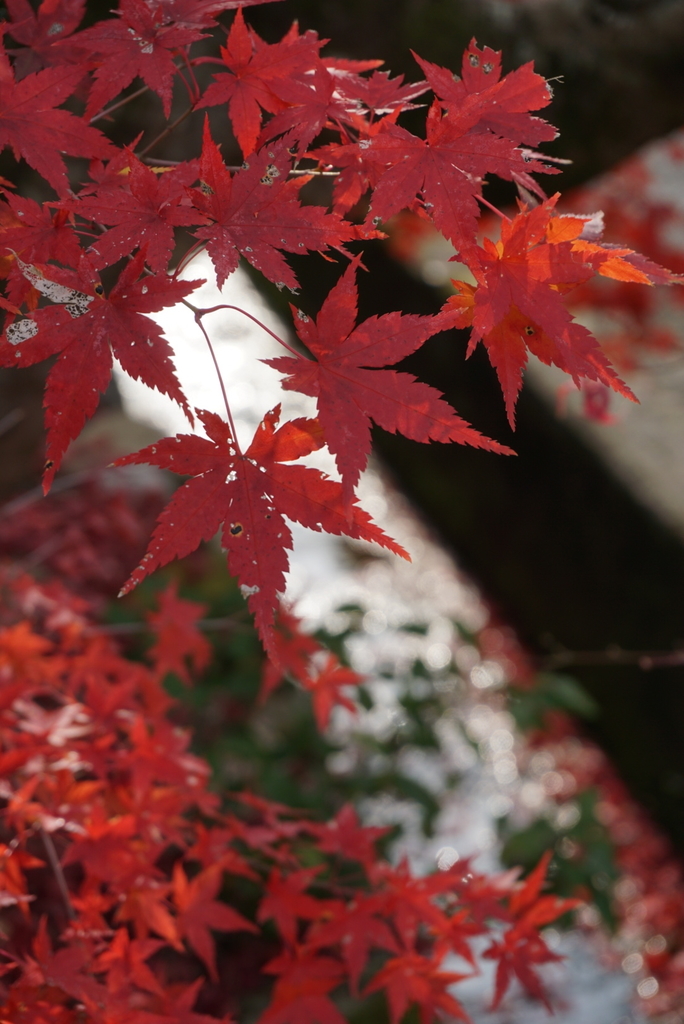 f:id:ka-ruojisan:20181212165747j:plain f:id:ka-ruojisan:20181212165747j:plain