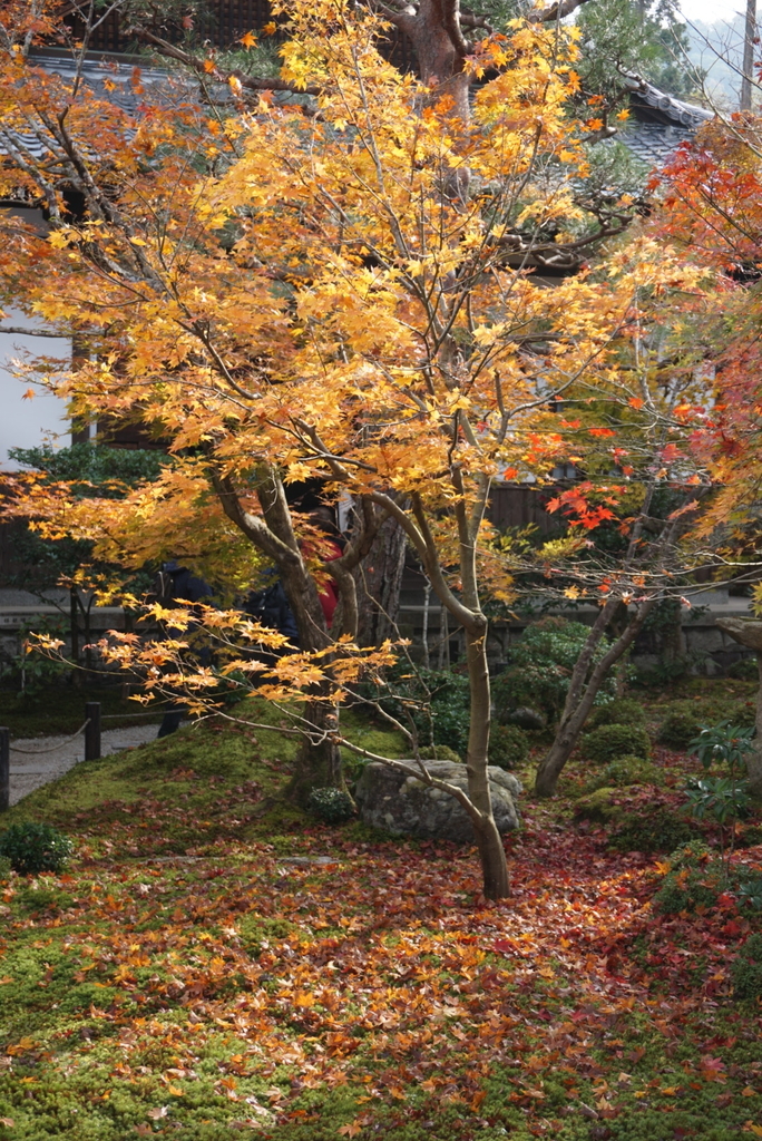 f:id:ka-ruojisan:20181212181028j:plain f:id:ka-ruojisan:20181212181028j:plain