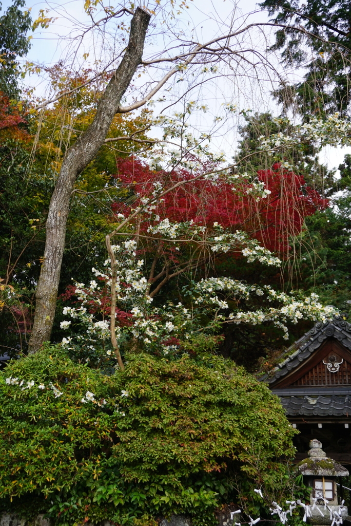 f:id:ka-ruojisan:20181214145658j:plain f:id:ka-ruojisan:20181214145658j:plain