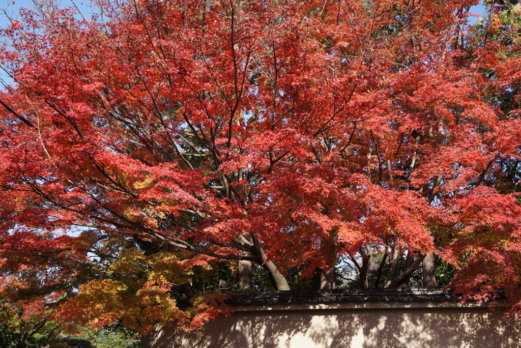 f:id:ka-ruojisan:20181215174136j:plain f:id:ka-ruojisan:20181215174136j:plain