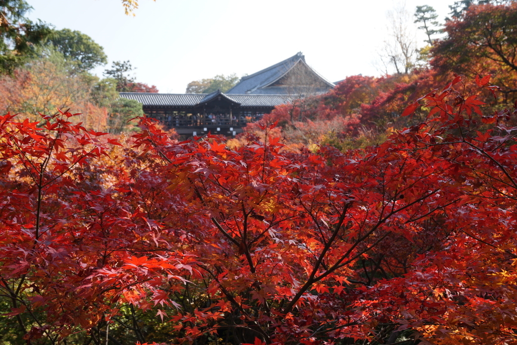 f:id:ka-ruojisan:20181215175028j:plain f:id:ka-ruojisan:20181215175028j:plain