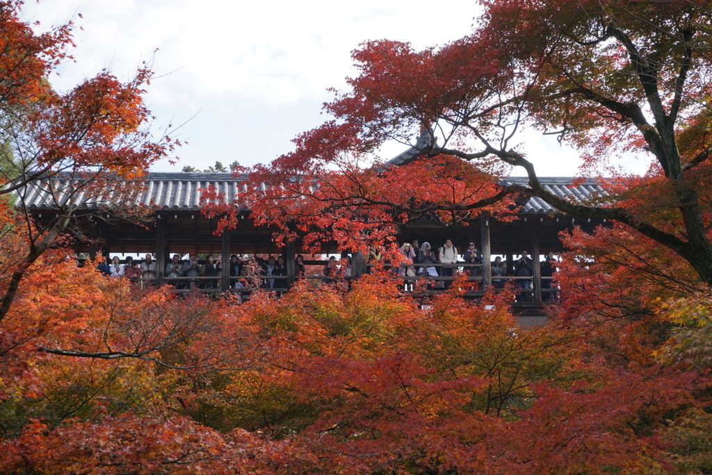 f:id:ka-ruojisan:20181215180258j:plain f:id:ka-ruojisan:20181215180258j:plain