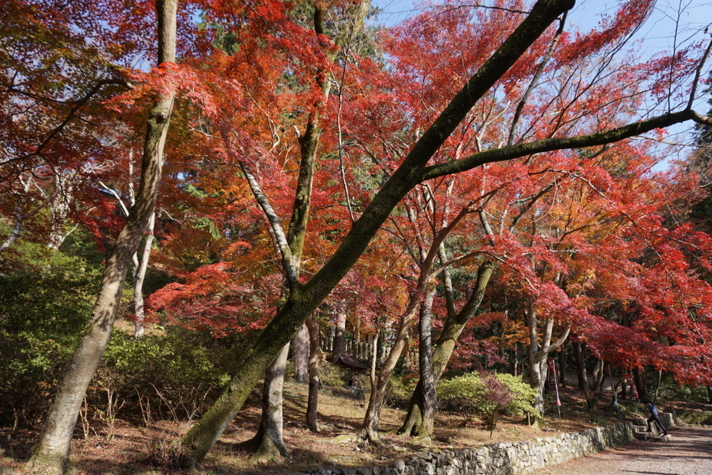 f:id:ka-ruojisan:20181215183856j:plain f:id:ka-ruojisan:20181215183856j:plain