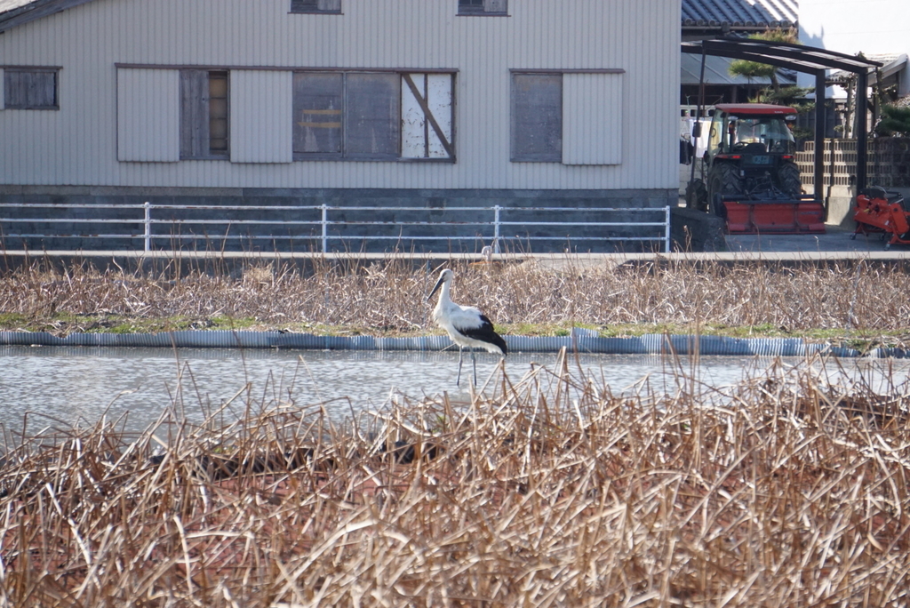 f:id:ka-ruojisan:20190122151217j:plain f:id:ka-ruojisan:20190122151217j:plain
