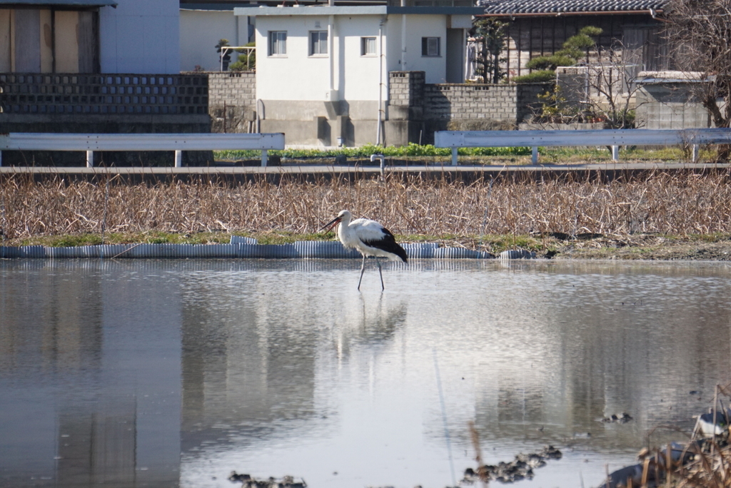 f:id:ka-ruojisan:20190122151820j:plain f:id:ka-ruojisan:20190122151820j:plain