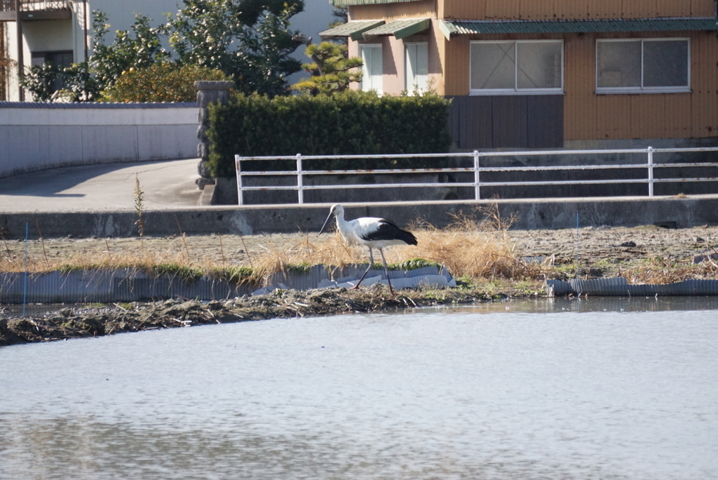 f:id:ka-ruojisan:20190122151952j:plain f:id:ka-ruojisan:20190122151952j:plain