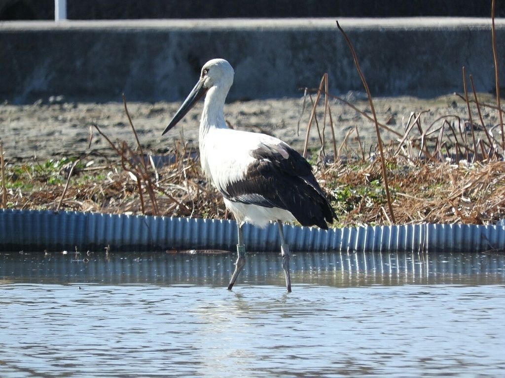 f:id:ka-ruojisan:20190122152403j:plain f:id:ka-ruojisan:20190122152403j:plain
