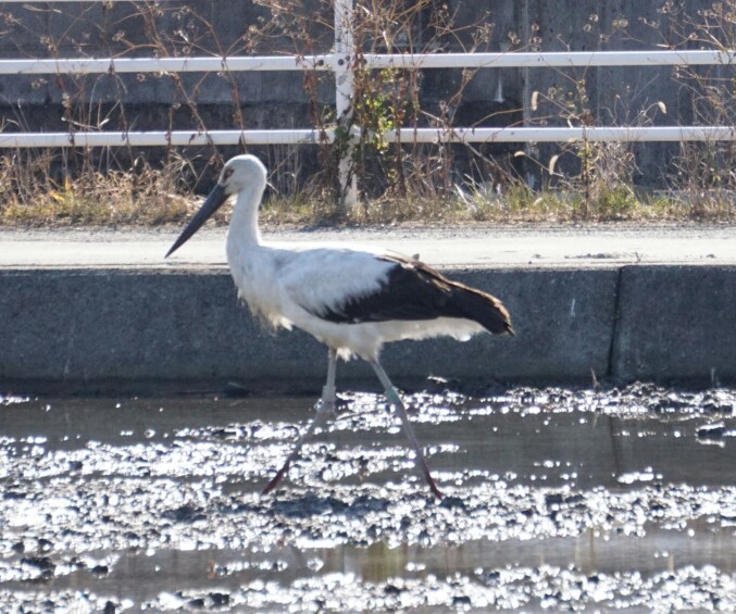 f:id:ka-ruojisan:20190122152815j:plain f:id:ka-ruojisan:20190122152815j:plain