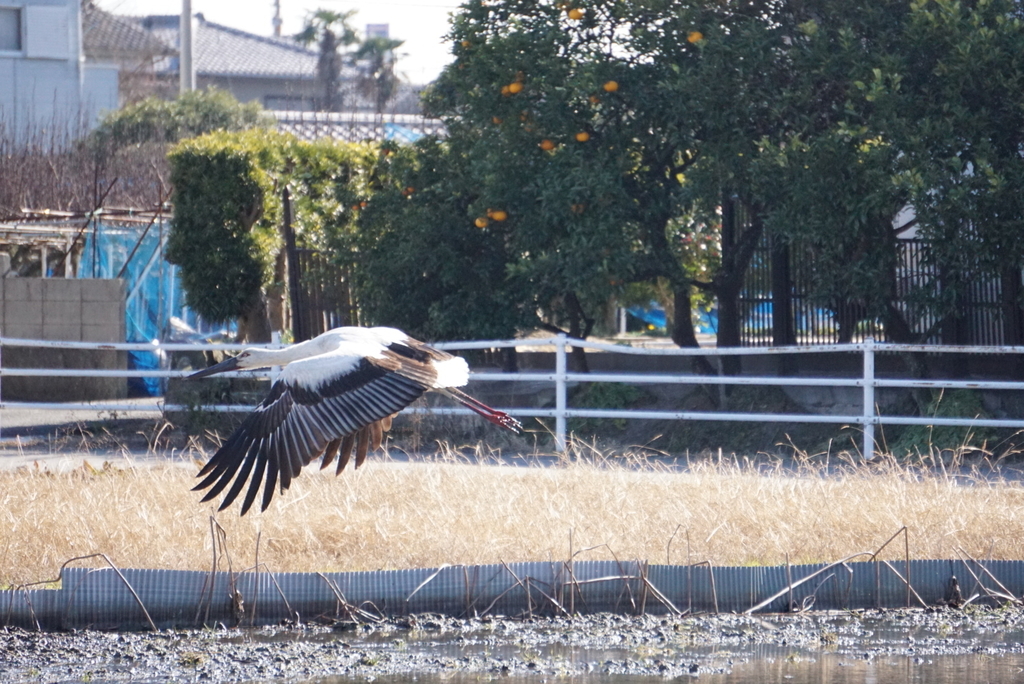 f:id:ka-ruojisan:20190122153036j:plain f:id:ka-ruojisan:20190122153036j:plain
