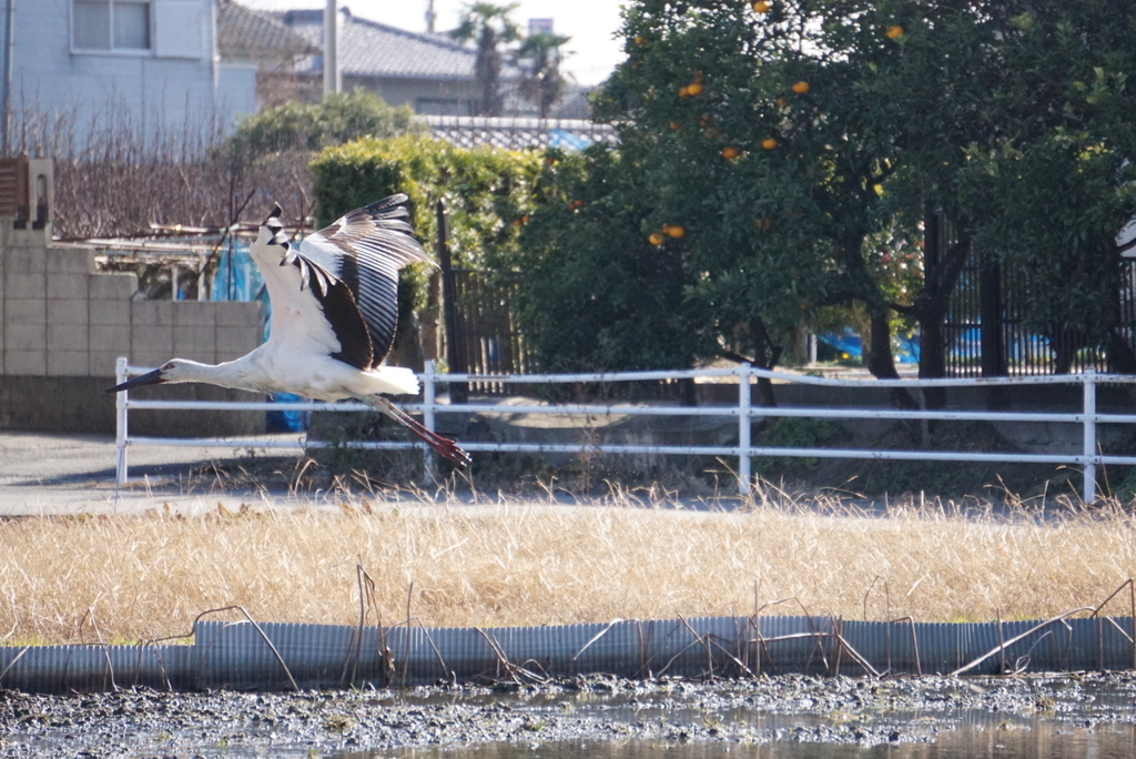 f:id:ka-ruojisan:20190122153054j:plain f:id:ka-ruojisan:20190122153054j:plain