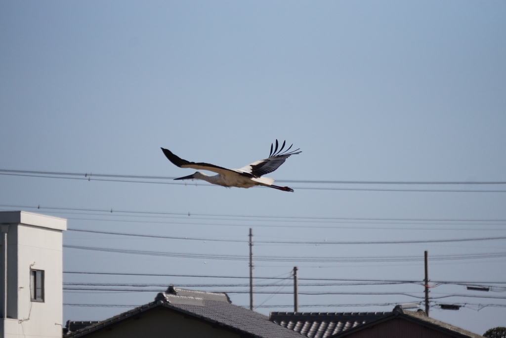 f:id:ka-ruojisan:20190122153116j:plain f:id:ka-ruojisan:20190122153116j:plain