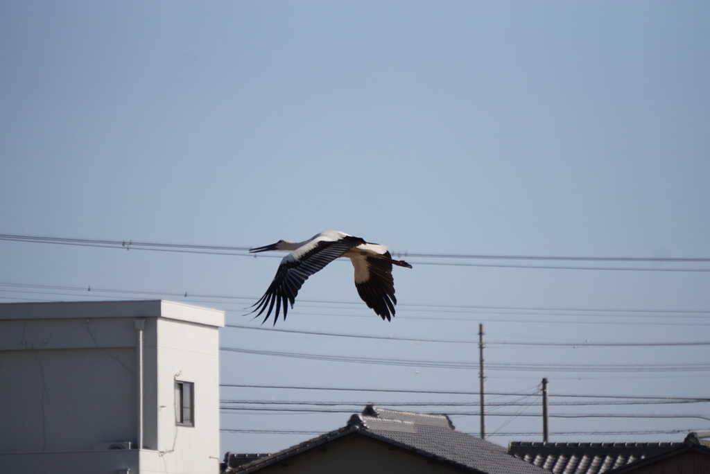 f:id:ka-ruojisan:20190122153137j:plain f:id:ka-ruojisan:20190122153137j:plain