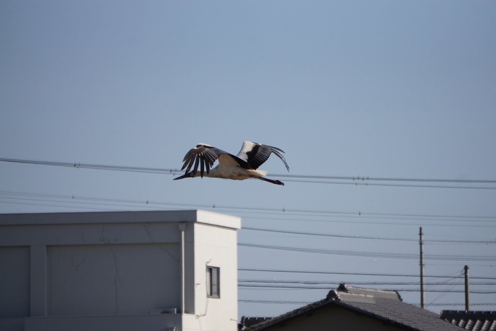 f:id:ka-ruojisan:20190122153205j:plain f:id:ka-ruojisan:20190122153205j:plain