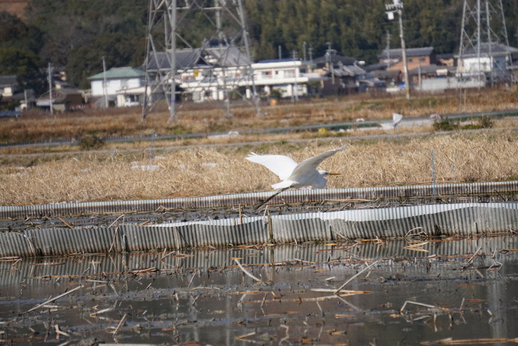 f:id:ka-ruojisan:20190122154329j:plain f:id:ka-ruojisan:20190122154329j:plain