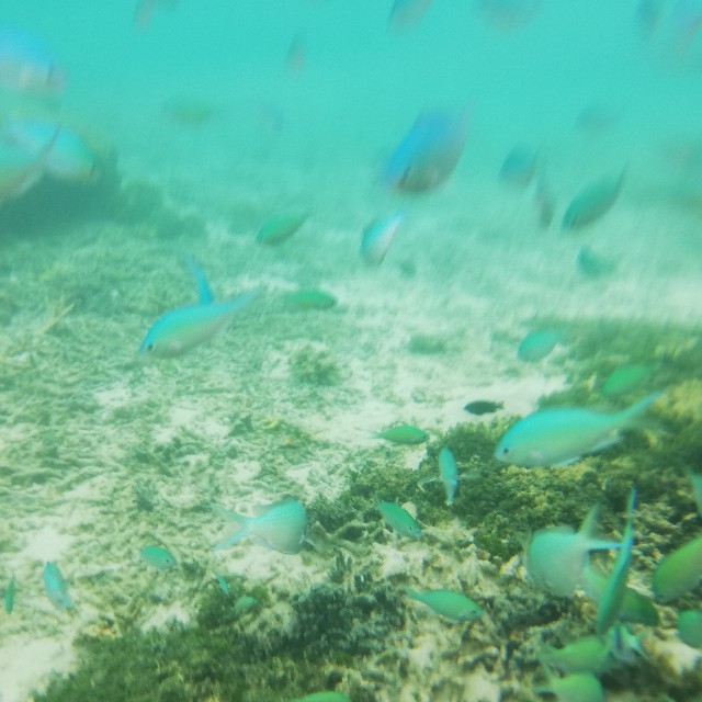 f:id:kaaaco:20190803172814j:plain