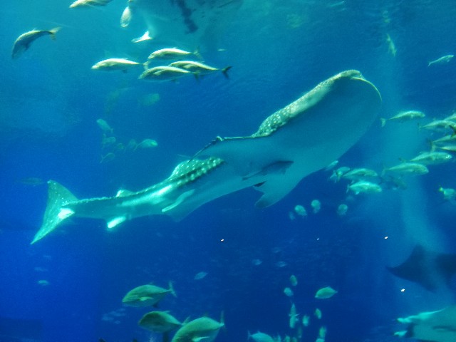 f:id:kaaaco:20190918225001j:image