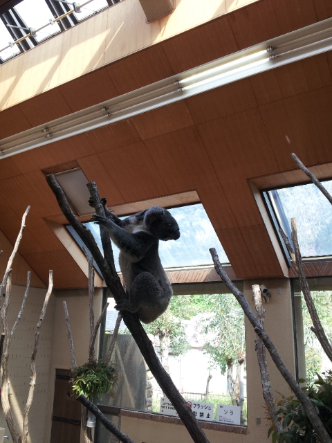 f:id:kaaksan:20140503093528j:image:w360