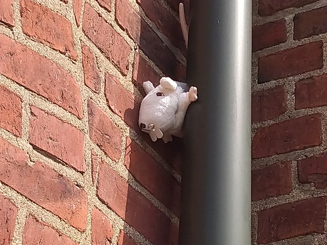 f:id:kaalrabbi:20210610145314j:image