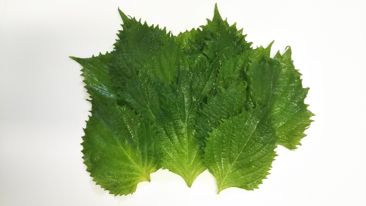 f:id:kaatyann:20210822115547j:plain