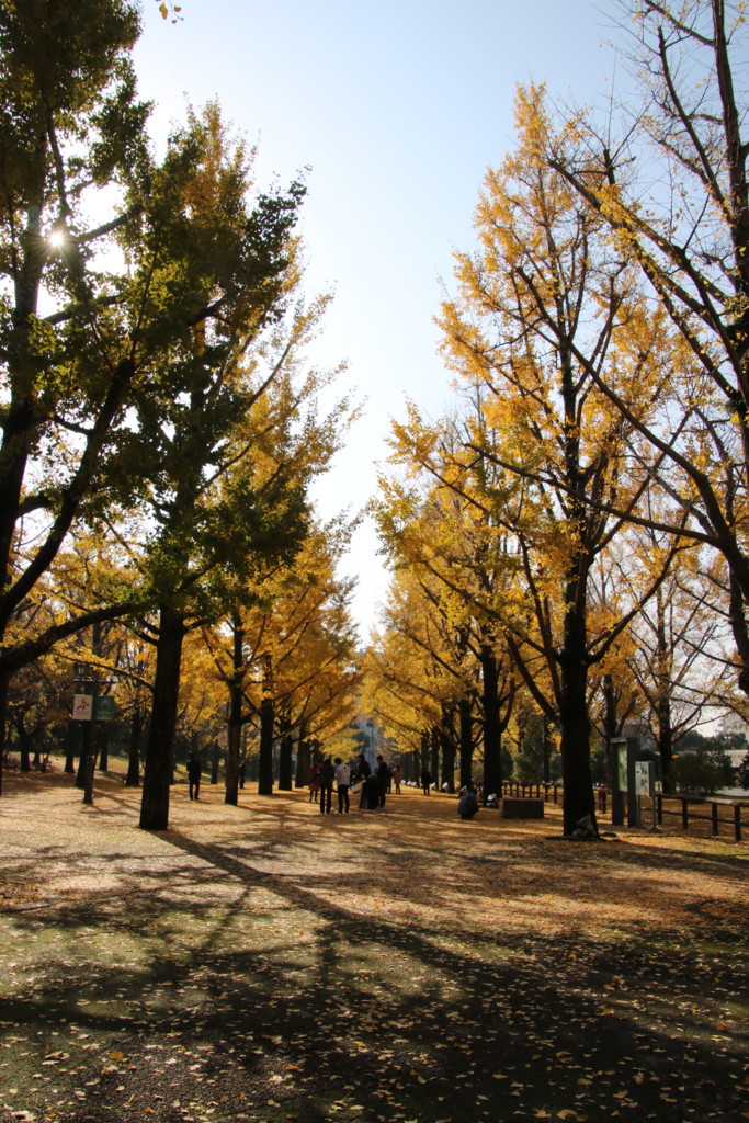 f:id:kab-log:20161128101417j:plain